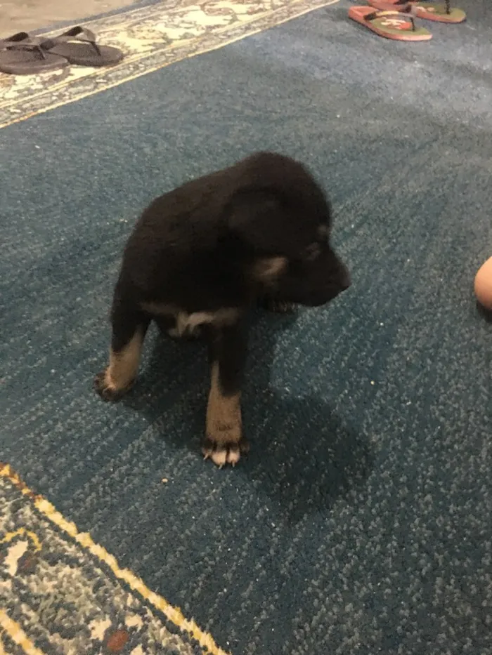 Cachorro ra a Sem raça definida  idade Abaixo de 2 meses nome Não tem ainda 