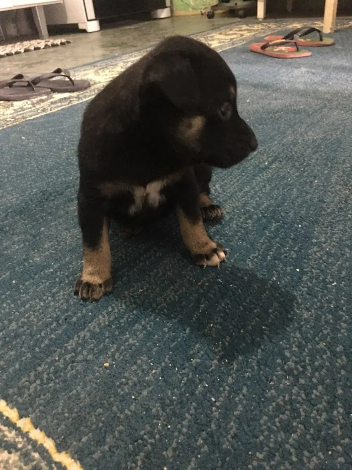 Cachorro ra a Sem raça definida  idade Abaixo de 2 meses nome Não tem ainda 