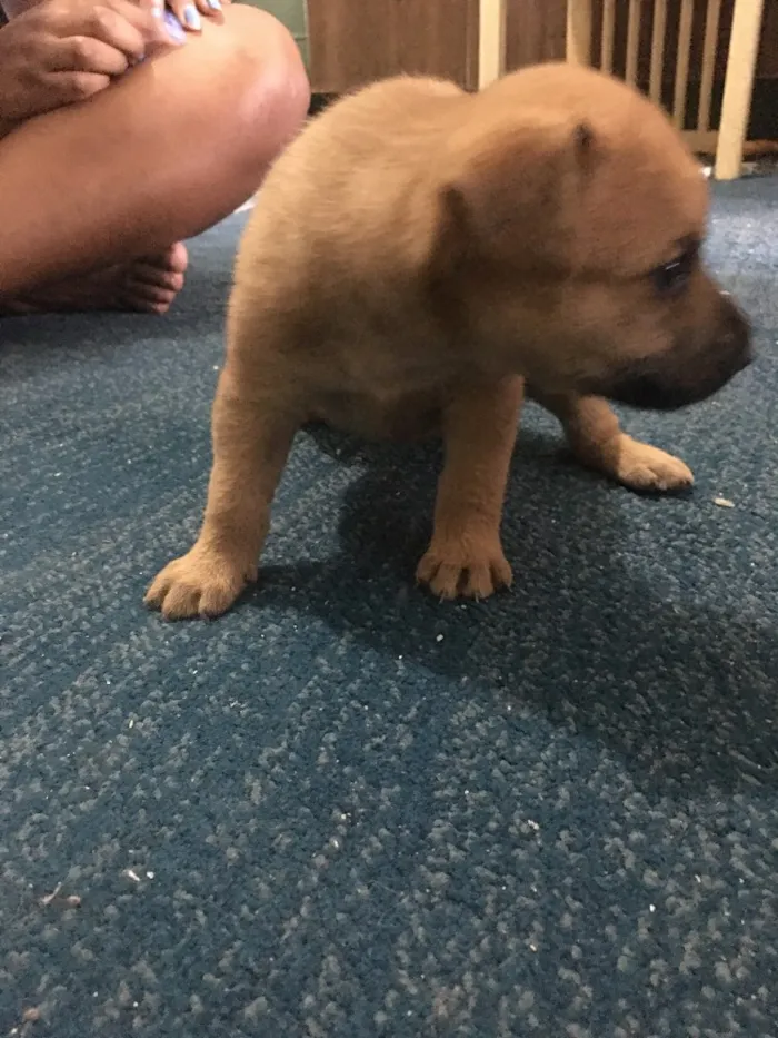 Cachorro ra a Sem raça definida  idade Abaixo de 2 meses nome Não tem ainda 