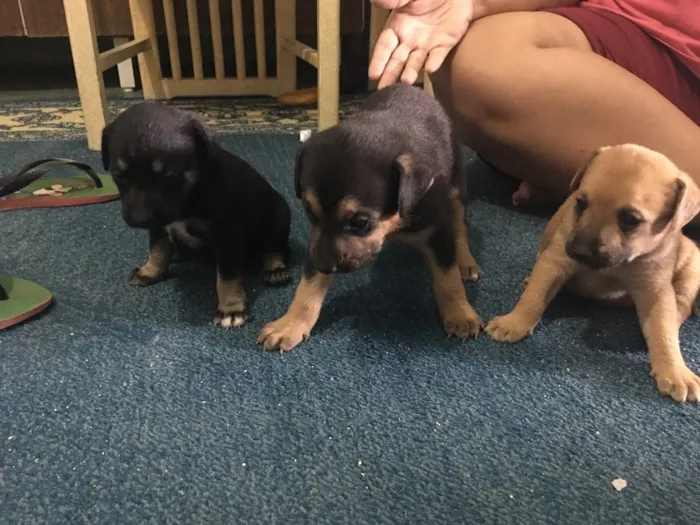 Cachorro ra a Sem raça definida  idade Abaixo de 2 meses nome Não tem ainda 