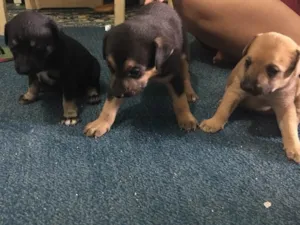 Cachorro raça Sem raça definida  idade Abaixo de 2 meses nome Não tem ainda 