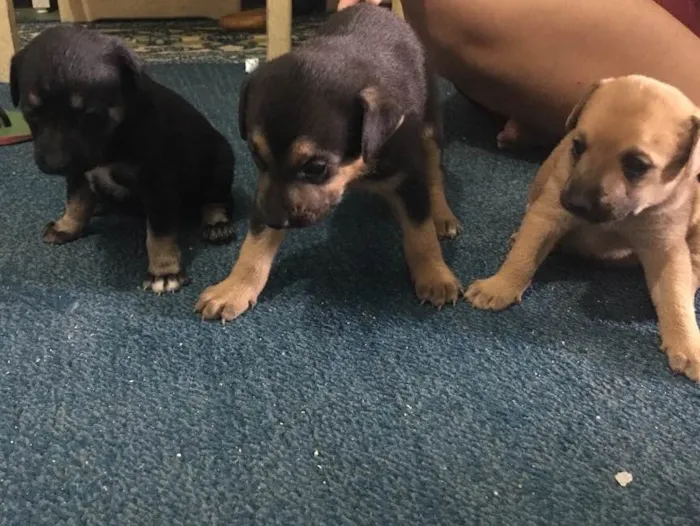 Cachorro ra a Sem raça definida  idade Abaixo de 2 meses nome Não tem ainda 