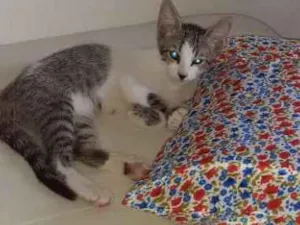Gato raça  idade 2 a 6 meses nome Pintados