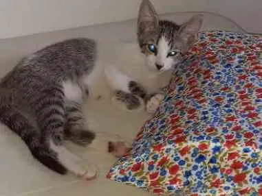 Gato ra a  idade 2 a 6 meses nome Pintados