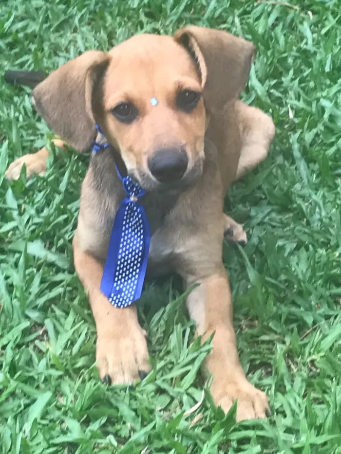 Cachorro ra a SEM RAÇA DEFINIDA  idade 2 a 6 meses nome BILLY
