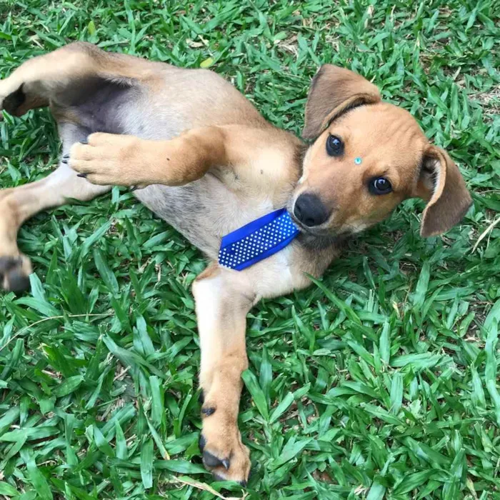 Cachorro ra a SEM RAÇA DEFINIDA  idade 2 a 6 meses nome BILLY