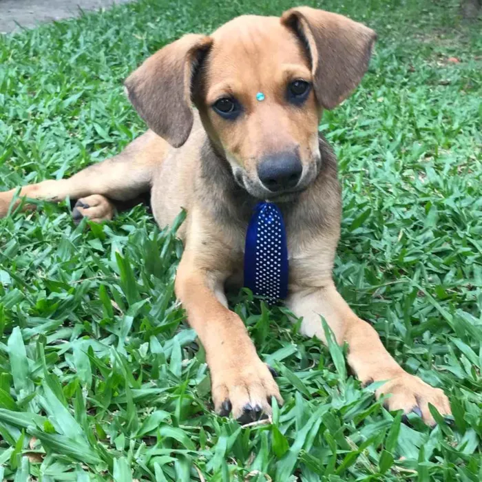 Cachorro ra a SEM RAÇA DEFINIDA  idade 2 a 6 meses nome BILLY