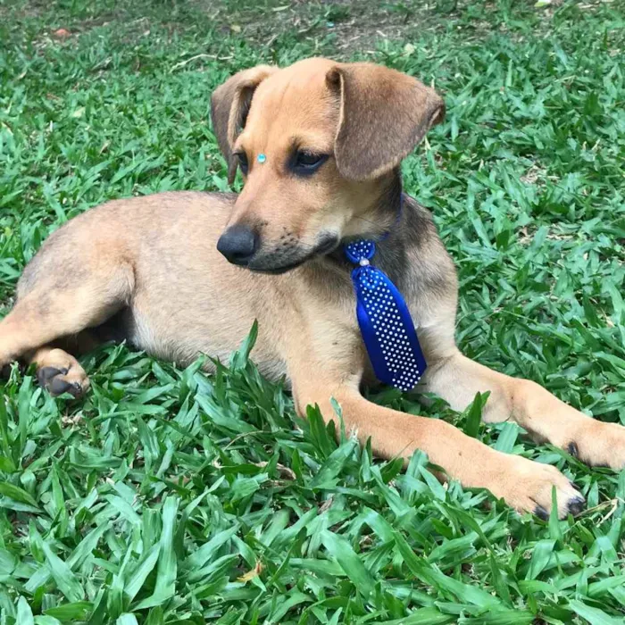 Cachorro ra a SEM RAÇA DEFINIDA  idade 2 a 6 meses nome BILLY