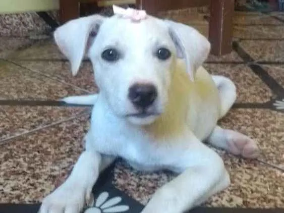 Cachorro ra a Misturada  idade 2 a 6 meses nome Buh