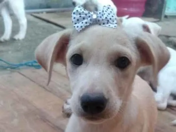 Cachorro ra a Misturada  idade 2 a 6 meses nome Nina