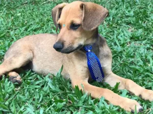 Cachorro raça SEM RAÇA DEFINIDA  idade 2 a 6 meses nome BILLY