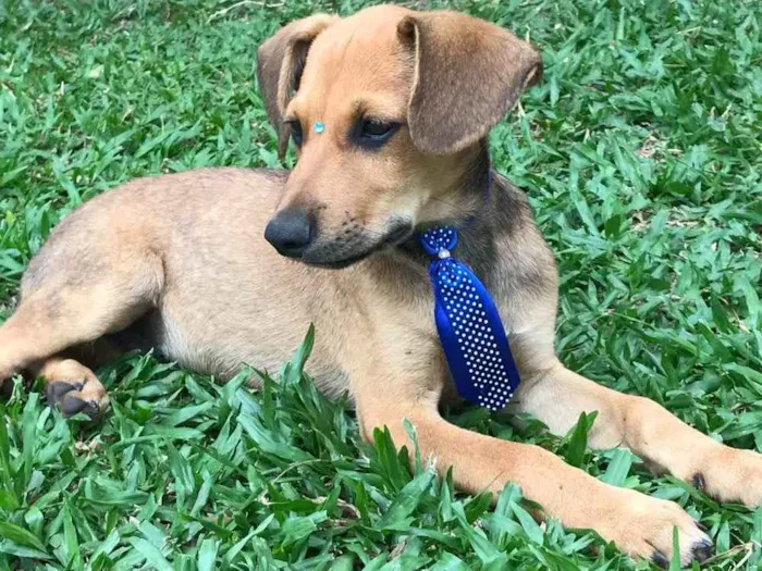 Cachorro ra a SEM RAÇA DEFINIDA  idade 2 a 6 meses nome BILLY