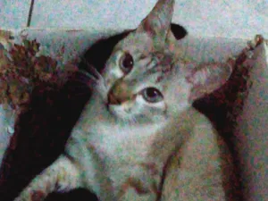 Gato raça Mist Australiano idade 2 anos nome Kurama
