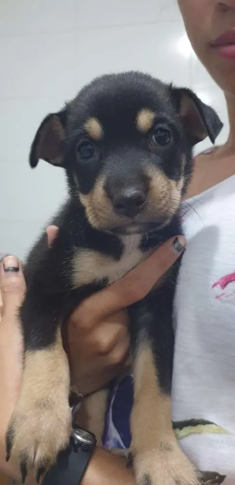 Cachorro ra a Sem raça definida idade Abaixo de 2 meses nome Filhotes Machos 