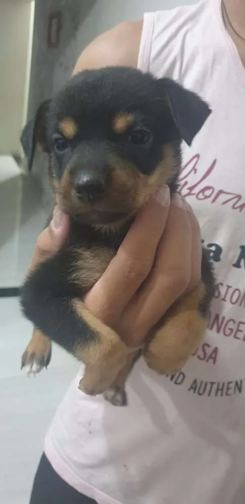 Cachorro ra a Sem raça definida idade Abaixo de 2 meses nome Filhotes Machos 