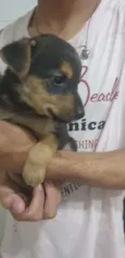 Filhotes Machos 