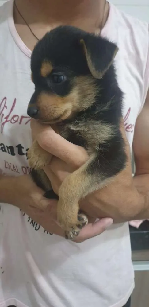 Cachorro ra a Sem raça definida idade Abaixo de 2 meses nome Filhotes Machos 
