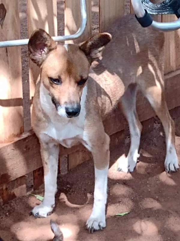 Cachorro ra a SRD-ViraLata idade 2 anos nome Sol