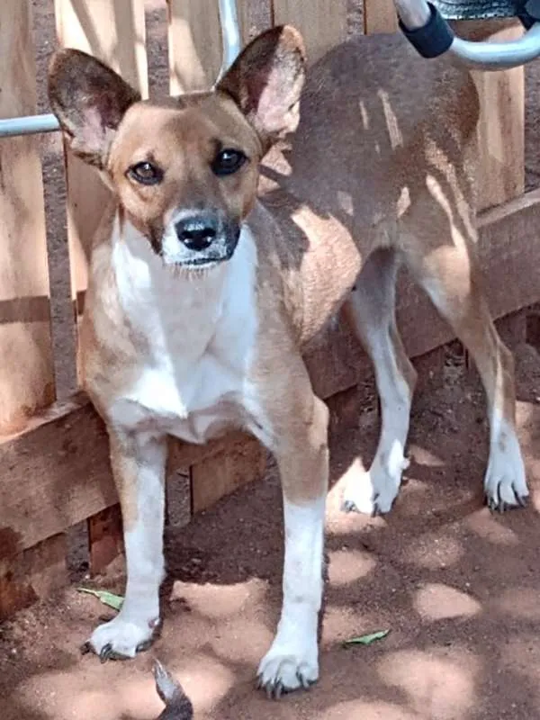 Cachorro ra a SRD-ViraLata idade 2 anos nome Sol