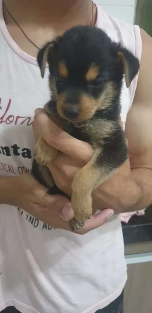 Cachorro ra a Sem raça definida idade Abaixo de 2 meses nome Filhotes Machos 