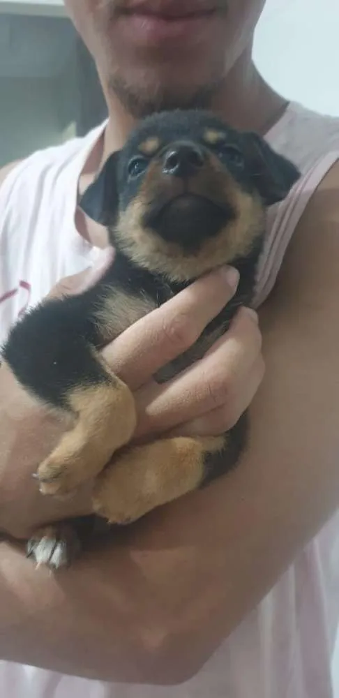 Cachorro ra a Sem raça definida idade Abaixo de 2 meses nome Filhotes Machos 