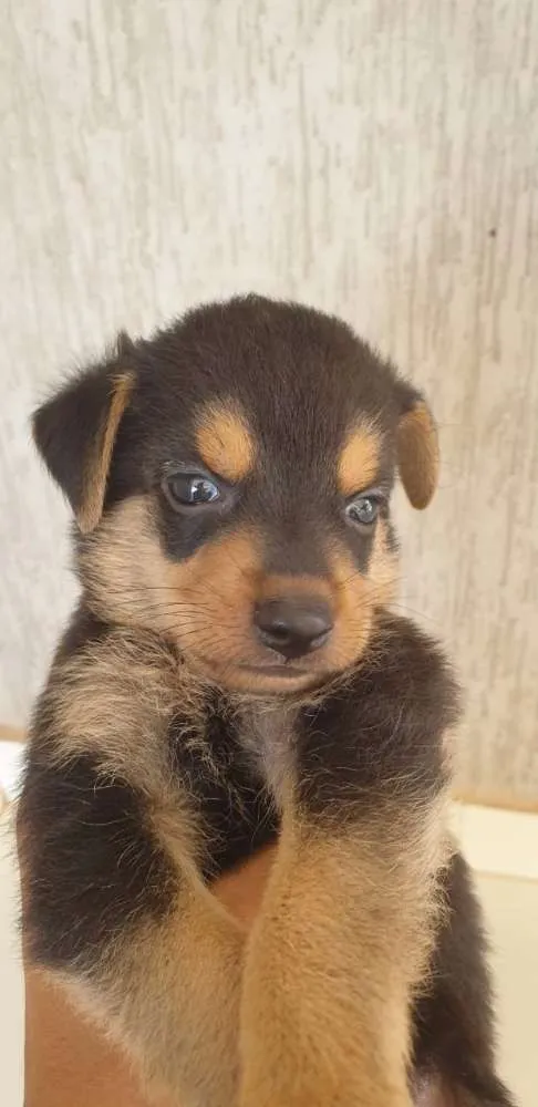 Cachorro ra a Sem raça definida idade Abaixo de 2 meses nome Filhotes Machos 