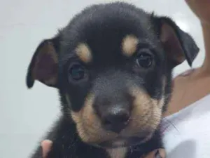 Cachorro raça Sem raça definida idade Abaixo de 2 meses nome Filhotes Machos 