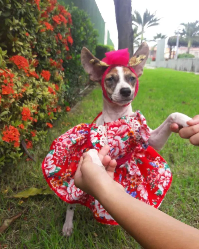 Cachorro ra a SEM RAÇA DEFINIDA.  idade 2 a 6 meses nome SEM NOME.