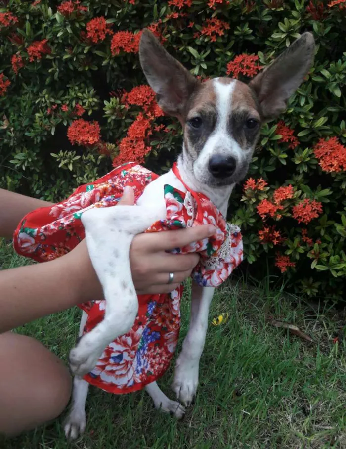 Cachorro ra a SEM RAÇA DEFINIDA.  idade 2 a 6 meses nome SEM NOME.