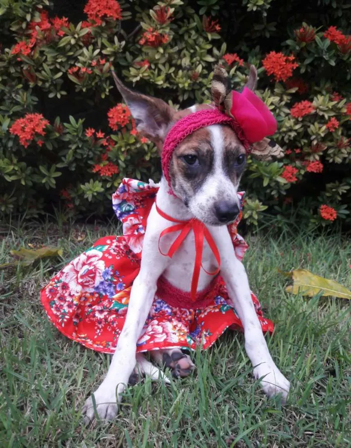 Cachorro ra a SEM RAÇA DEFINIDA.  idade 2 a 6 meses nome SEM NOME.