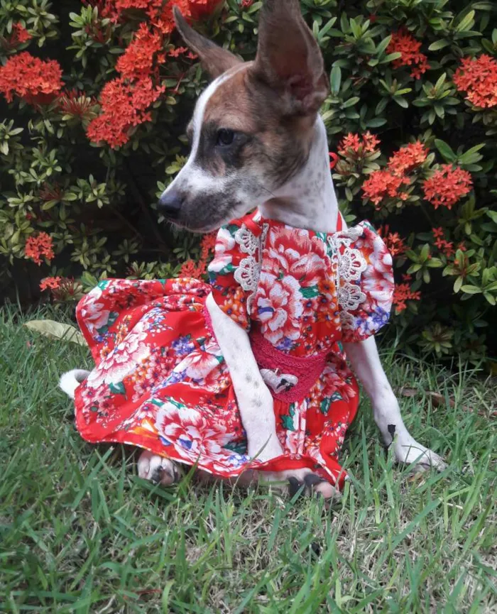 Cachorro ra a SEM RAÇA DEFINIDA.  idade 2 a 6 meses nome SEM NOME.