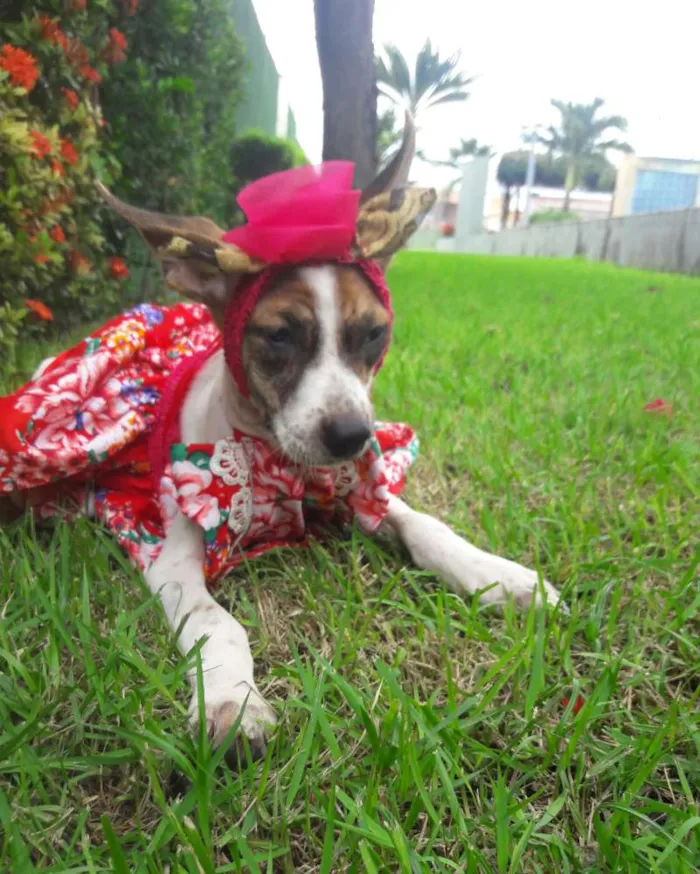 Cachorro ra a SEM RAÇA DEFINIDA.  idade 2 a 6 meses nome SEM NOME.