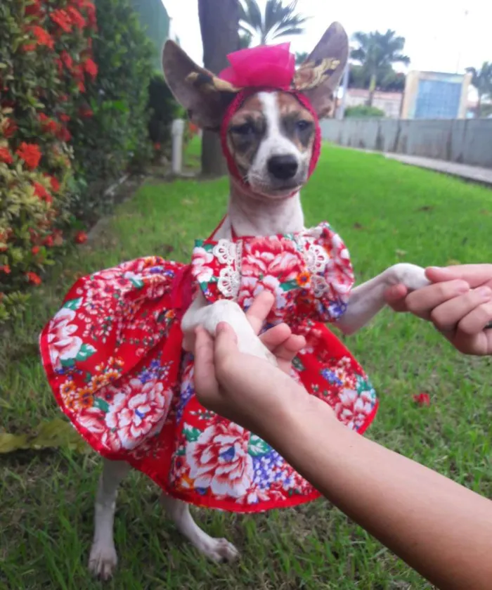 Cachorro ra a SEM RAÇA DEFINIDA.  idade 2 a 6 meses nome SEM NOME.