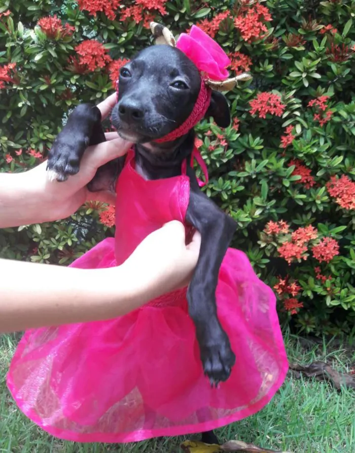 Cachorro ra a SEM RAÇA DEFINIDA.  idade 2 a 6 meses nome SEM NOME.
