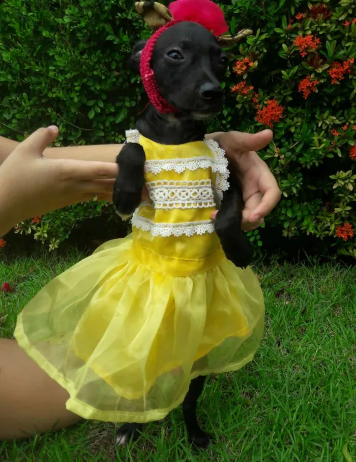 Cachorro ra a SEM RAÇA DEFINIDA.  idade 2 a 6 meses nome SEM NOME.