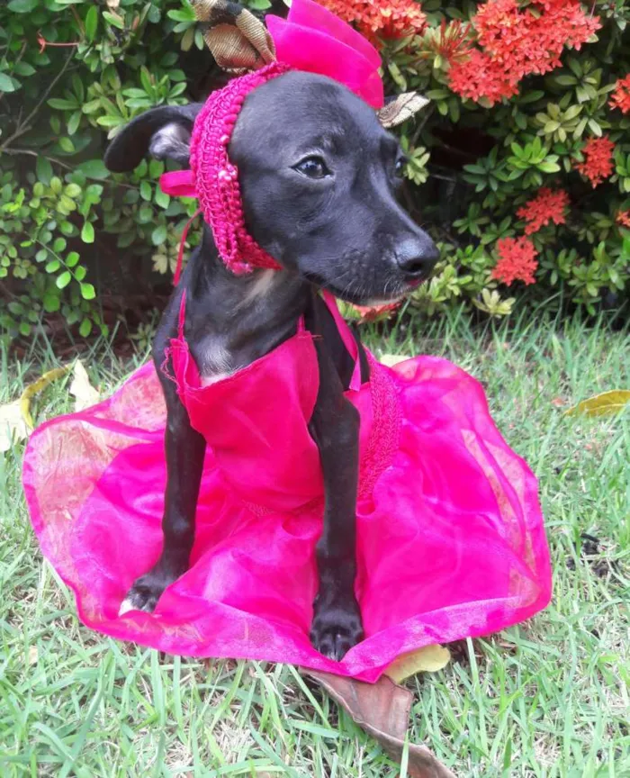 Cachorro ra a SEM RAÇA DEFINIDA.  idade 2 a 6 meses nome SEM NOME.