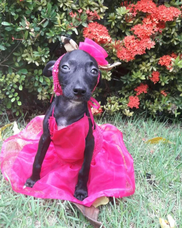 Cachorro ra a SEM RAÇA DEFINIDA.  idade 2 a 6 meses nome SEM NOME.