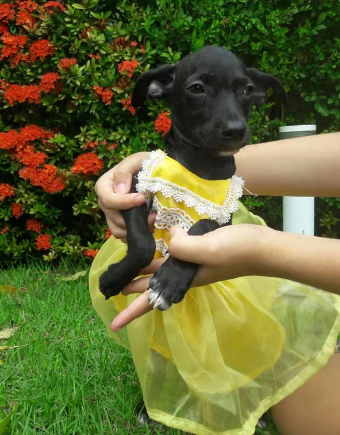 Cachorro ra a SEM RAÇA DEFINIDA.  idade 2 a 6 meses nome SEM NOME.