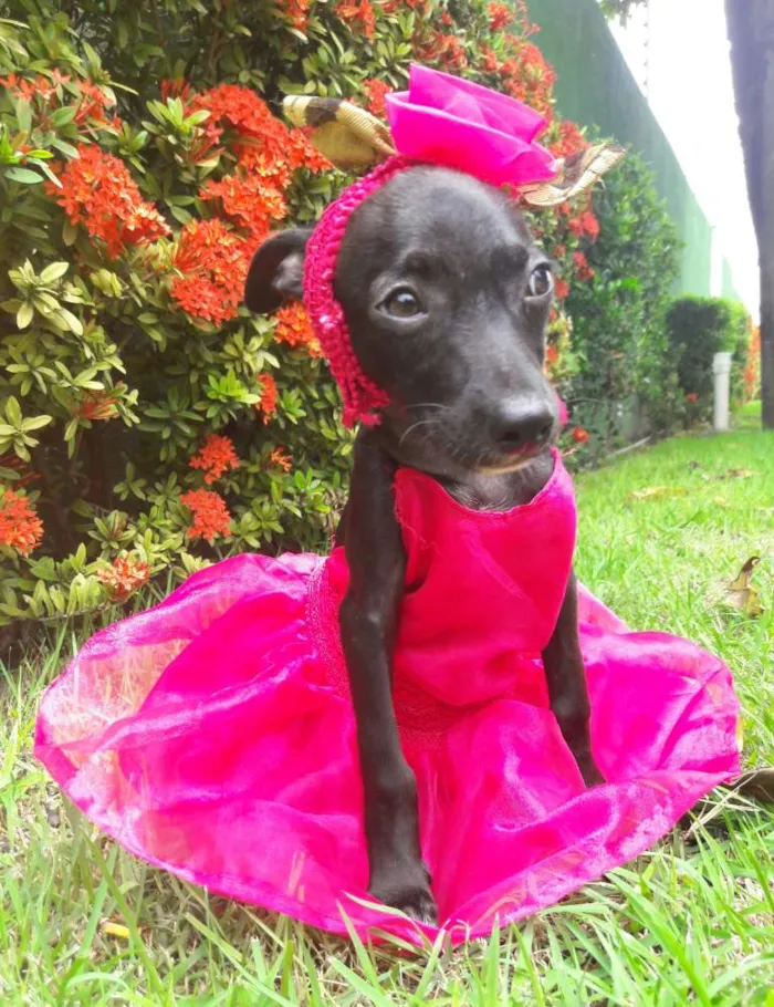 Cachorro ra a SEM RAÇA DEFINIDA.  idade 2 a 6 meses nome SEM NOME.
