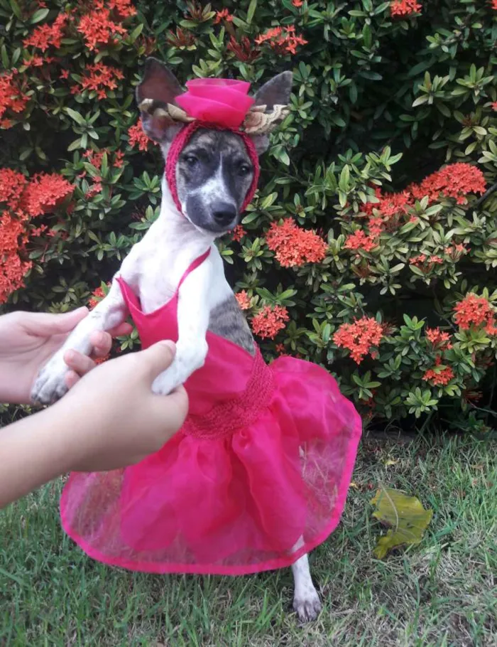 Cachorro ra a SEM RAÇA DEFINIDA.  idade 2 a 6 meses nome SEM NOME.