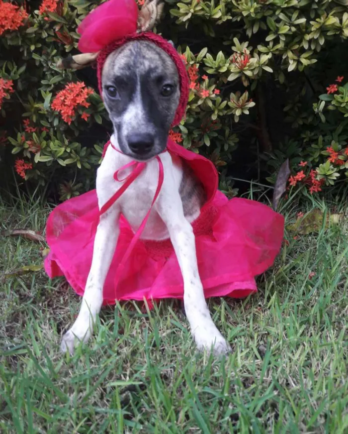 Cachorro ra a SEM RAÇA DEFINIDA.  idade 2 a 6 meses nome SEM NOME.