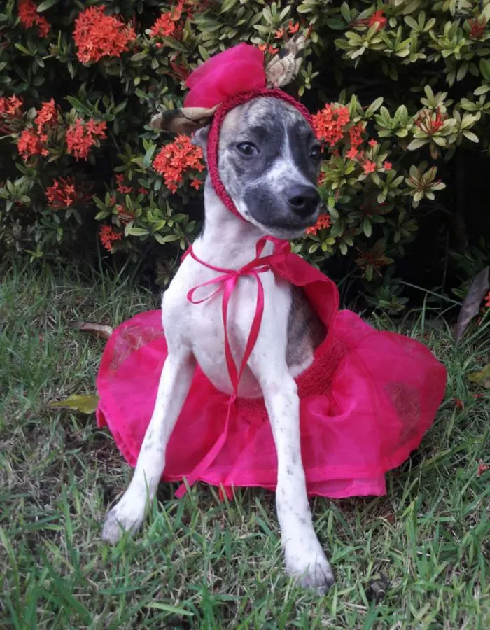Cachorro ra a SEM RAÇA DEFINIDA.  idade 2 a 6 meses nome SEM NOME.