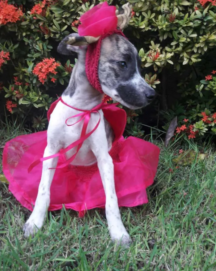 Cachorro ra a SEM RAÇA DEFINIDA.  idade 2 a 6 meses nome SEM NOME.