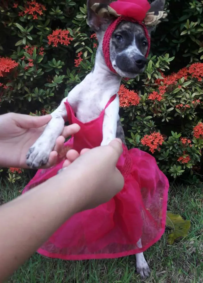 Cachorro ra a SEM RAÇA DEFINIDA.  idade 2 a 6 meses nome SEM NOME.