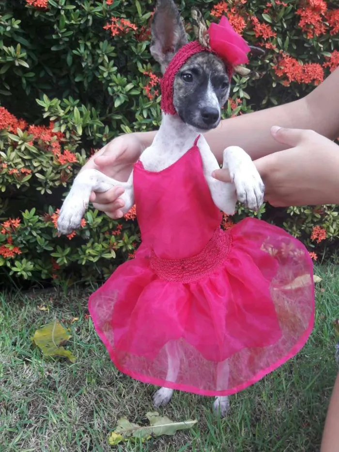 Cachorro ra a SEM RAÇA DEFINIDA.  idade 2 a 6 meses nome SEM NOME.