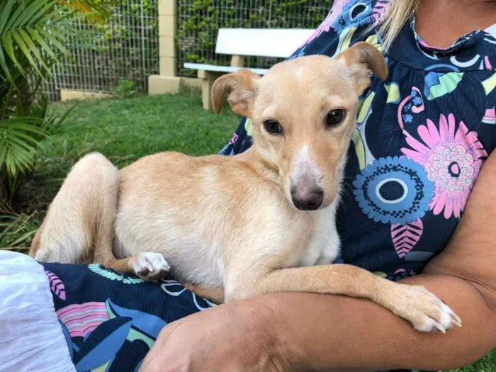 Cachorro ra a  idade 1 ano nome Pitoco