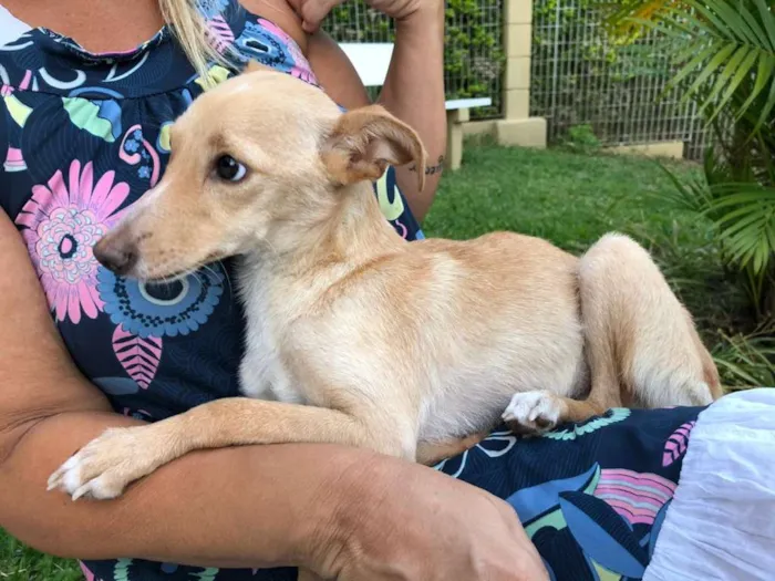 Cachorro ra a  idade 1 ano nome Pitoco