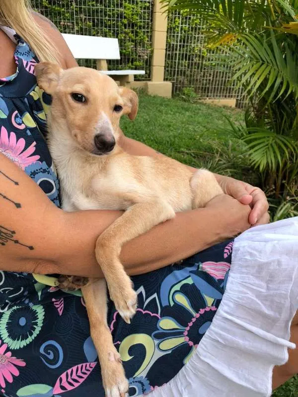 Cachorro ra a  idade 1 ano nome Pitoco