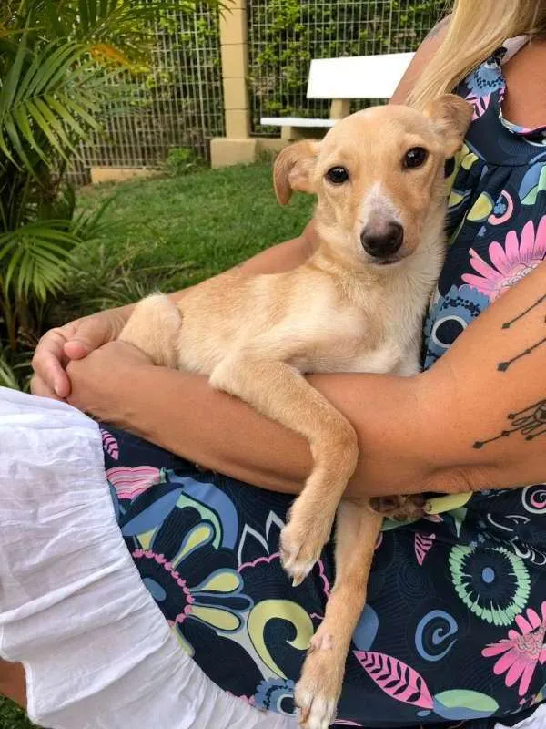 Cachorro ra a  idade 1 ano nome Pitoco