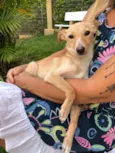 Pitoco
